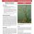 Meadow Knapweed Centaurea debeauxii ssp thuillieri